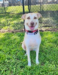 Peaches, adoptable, Adult Female Labrador Retriever.