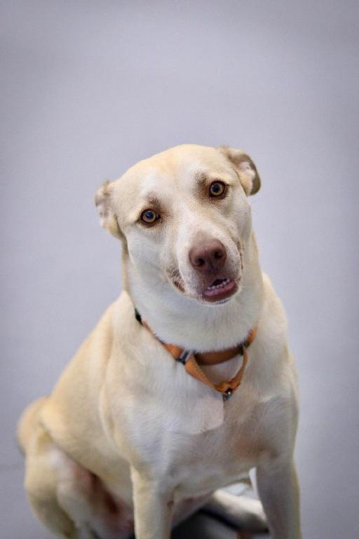 Peaches, adoptable, Adult Female Labrador Retriever.