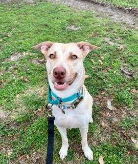 Peaches, an adoptable Labrador Retriever in Winter Haven, FL image 5/5