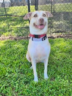Peaches, an adoptable Labrador Retriever in Winter Haven, FL image 4/5