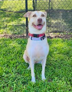 Peaches, an adoptable Labrador Retriever in Winter Haven, FL image 3/5