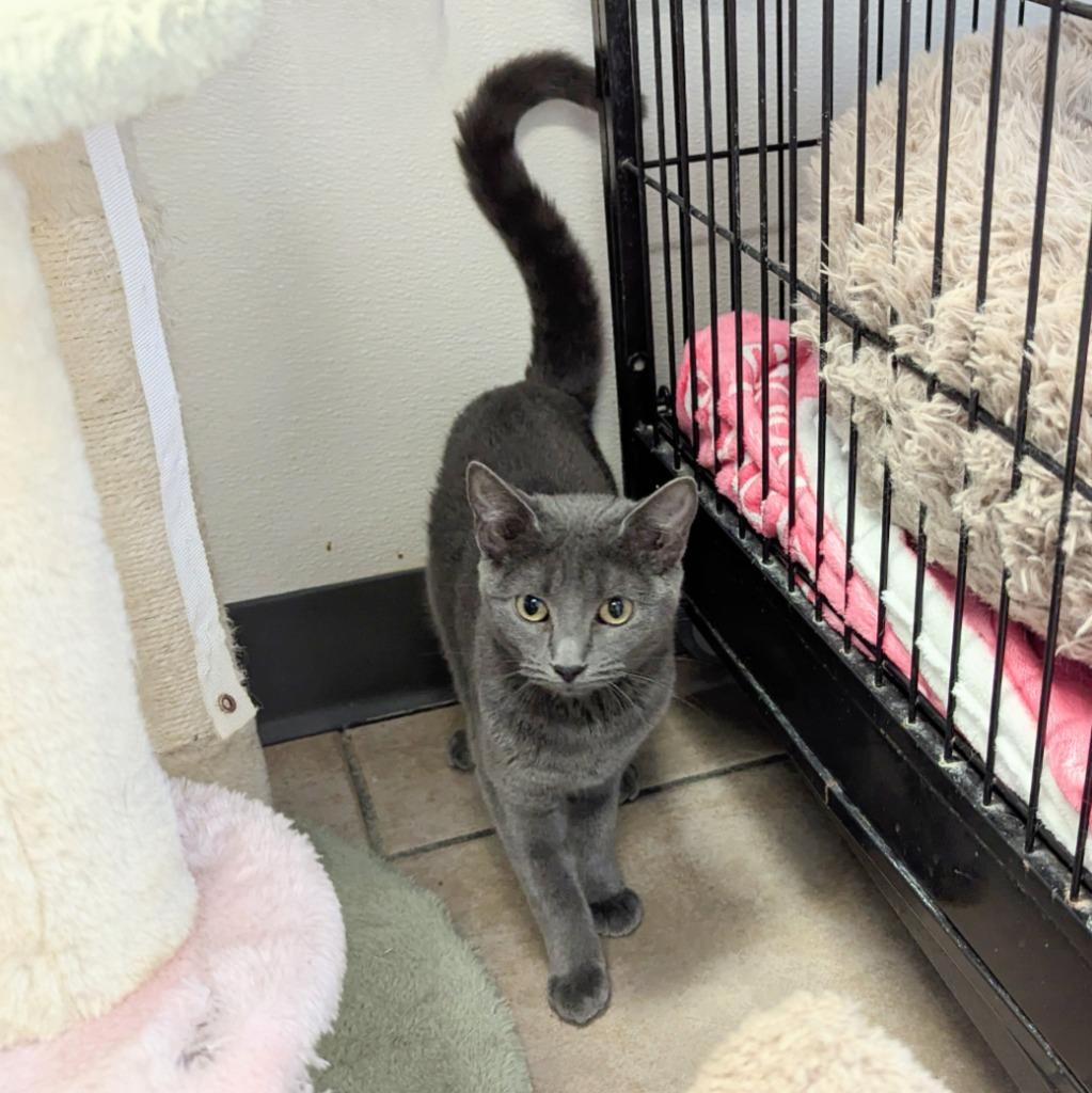 Enlarge Betty, a Adoptable mixed breed in Sunrise Beach, MO image 1/1