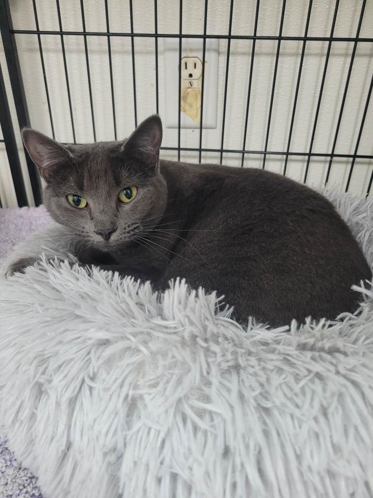 Betty, a Adoptable mixed breed in Sunrise Beach, MO image 2/2