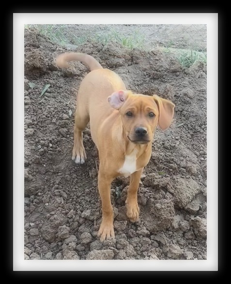 HICKORY  (PLEASE submit an application @ southernstaranimalrescue.org)
