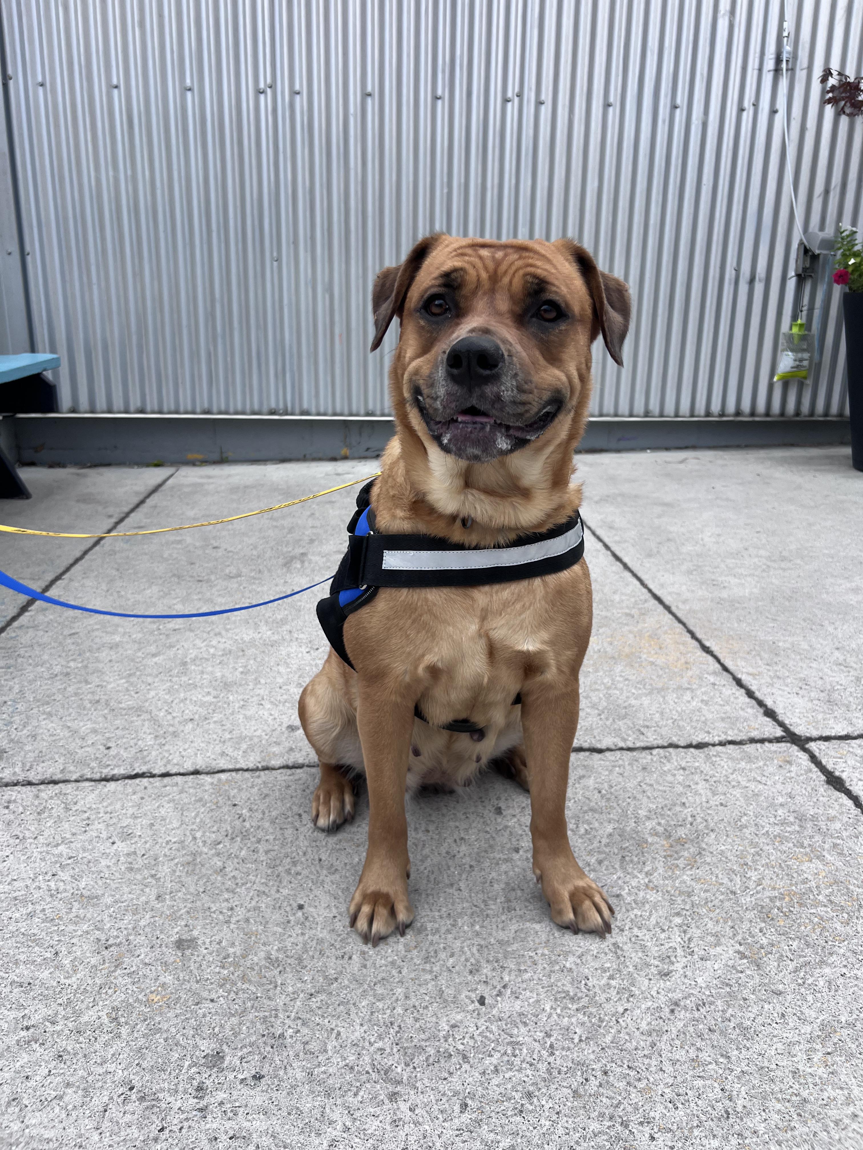 Enlarge Dumpling, a ADOPTABLE mixed breed in London, ON image 1/6