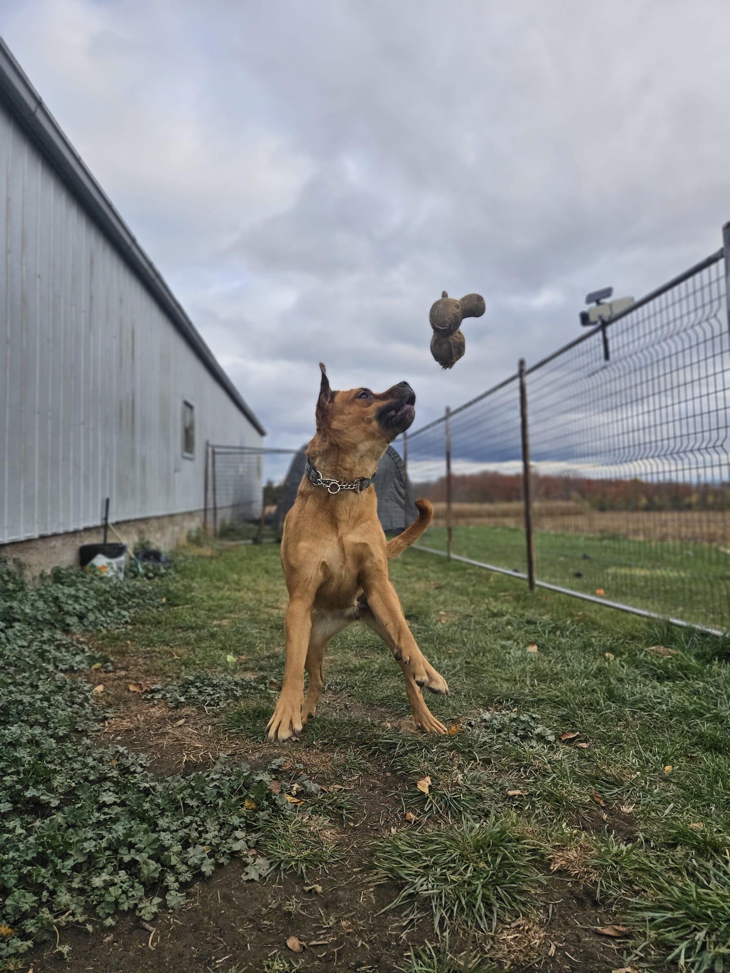 Enlarge Dumpling, a ADOPTABLE mixed breed in London, ON image 2/5