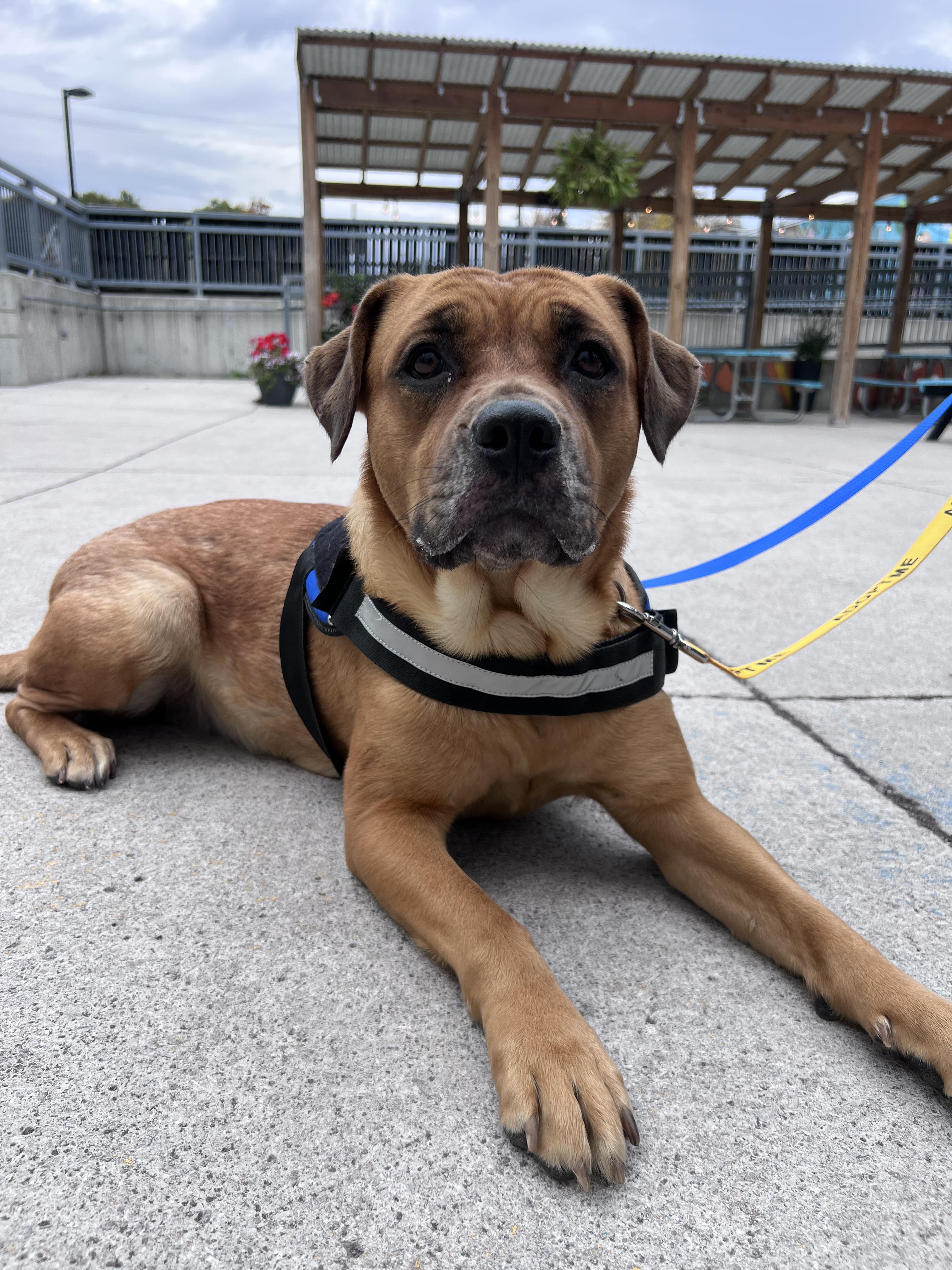 Enlarge Dumpling, a ADOPTABLE mixed breed in London, ON image 6/6