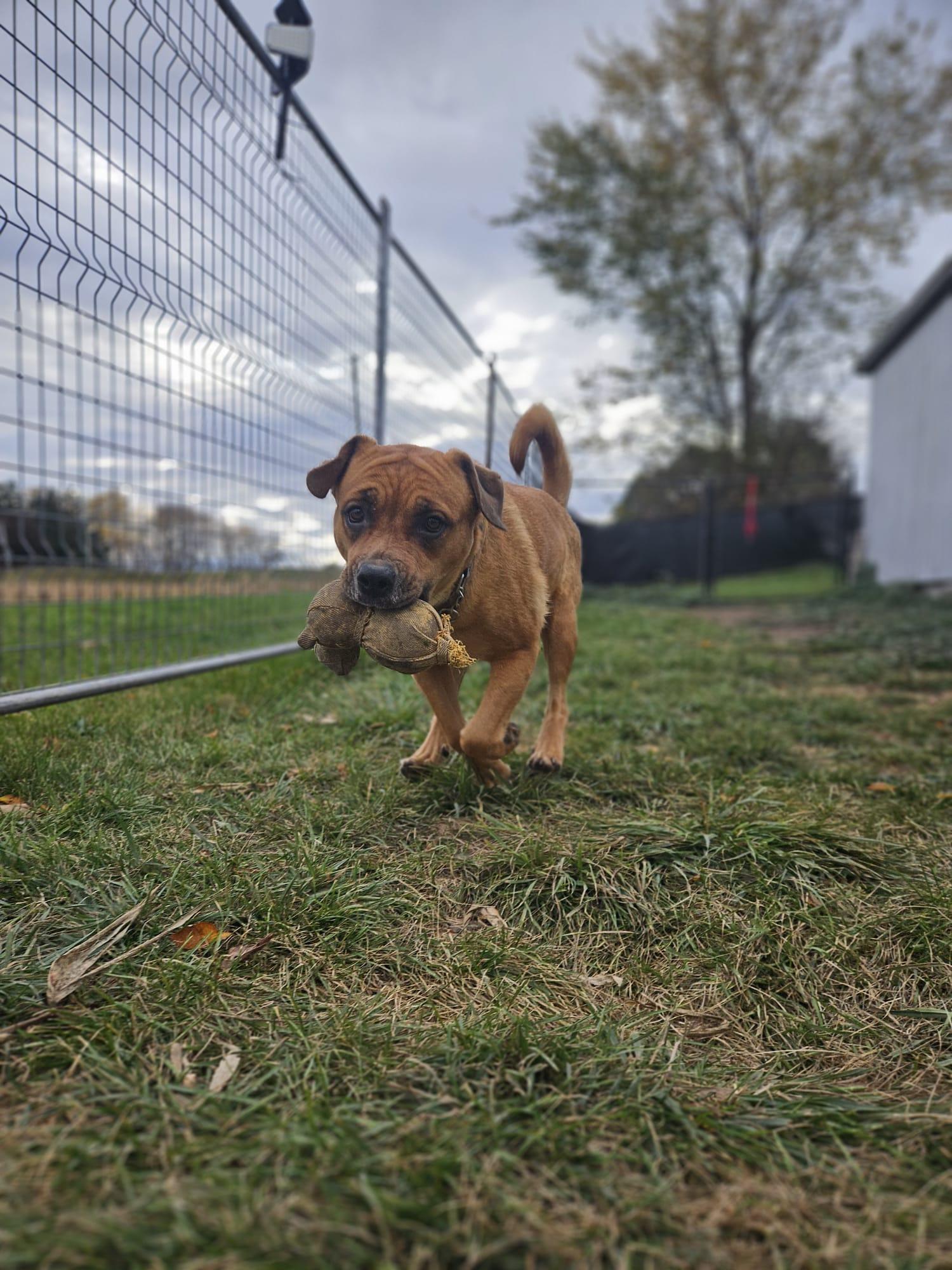 Dumpling, ADOPTABLE, Adult Female Mixed Breed.