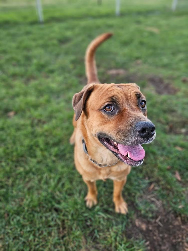 Enlarge Dumpling, a ADOPTABLE mixed breed in London, ON image 4/5