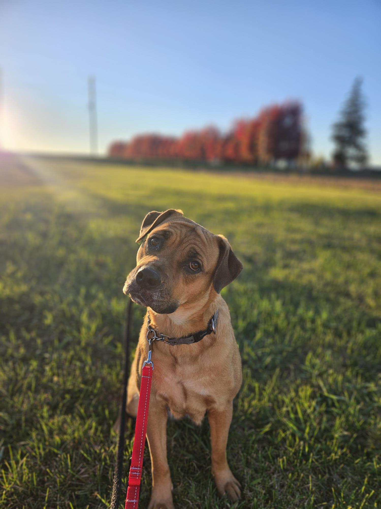 Enlarge Dumpling, a ADOPTABLE mixed breed in London, ON image 5/5