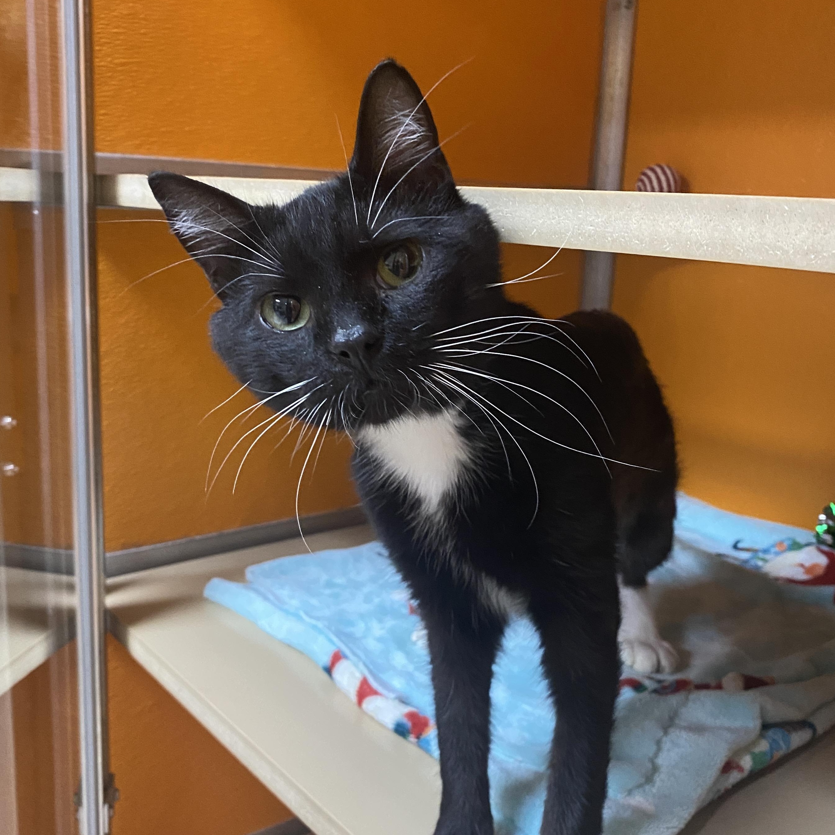 Kai, adoptable, Adult Male Domestic Short Hair.