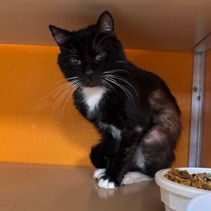 Enlarge Kai, an adoptable Domestic Short Hair in Elyria, OH image 4/4