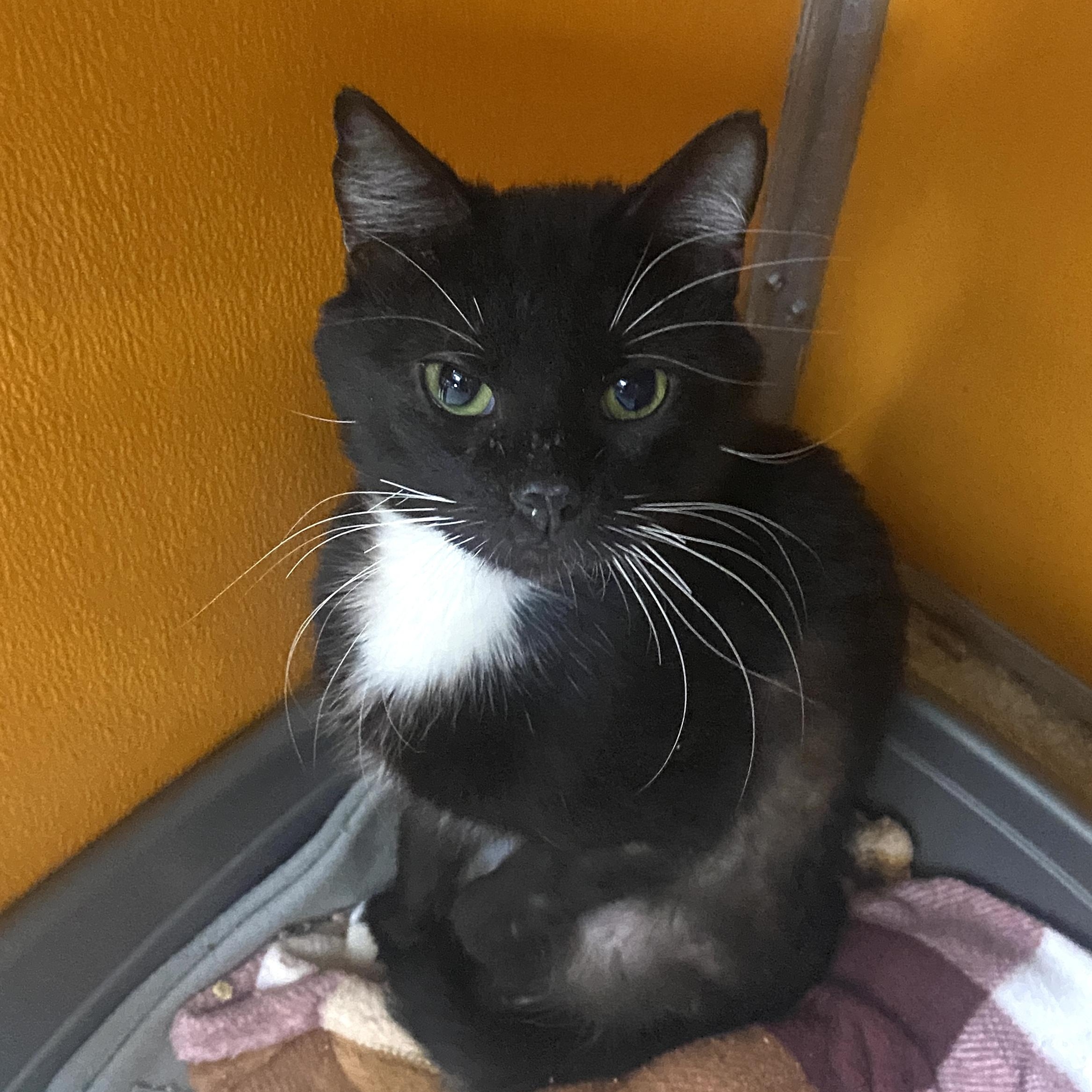 Enlarge Kai, an adoptable Domestic Short Hair in Elyria, OH image 2/4