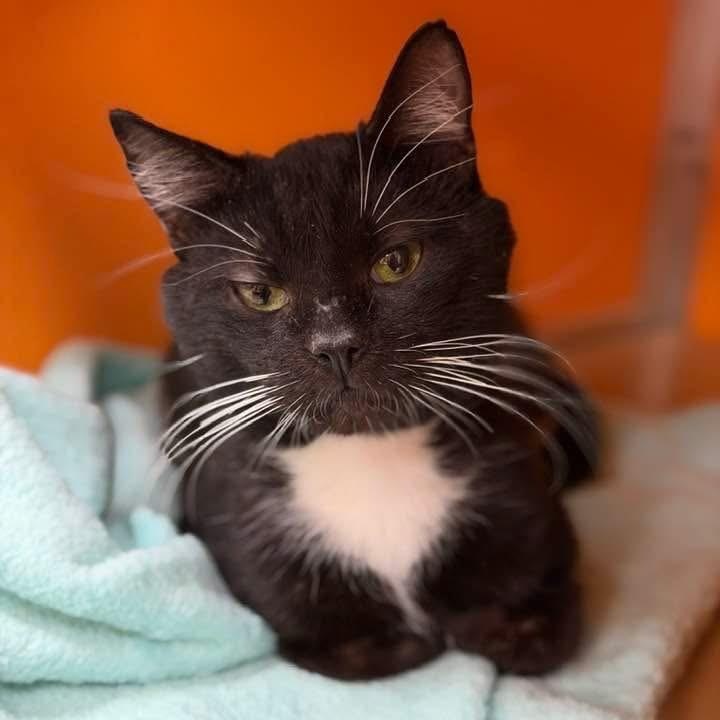 Enlarge Kai, an adoptable Domestic Short Hair in Elyria, OH image 1/4