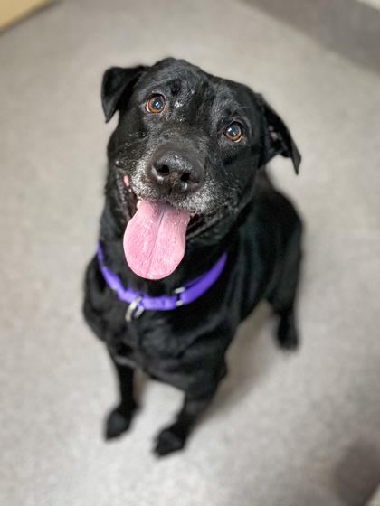 Enlarge Buddy, a Adoptable mixed breed in Jamestown, NY image 1/3
