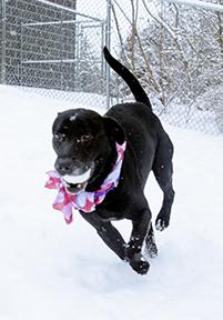 Enlarge Buddy, a Adoptable mixed breed in Jamestown, NY image 2/5