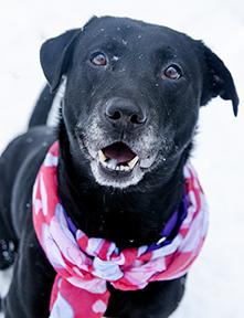 Enlarge Buddy, a Adoptable mixed breed in Jamestown, NY image 3/5