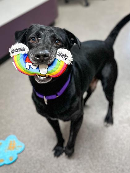 Enlarge Buddy, a Adoptable mixed breed in Jamestown, NY image 3/3