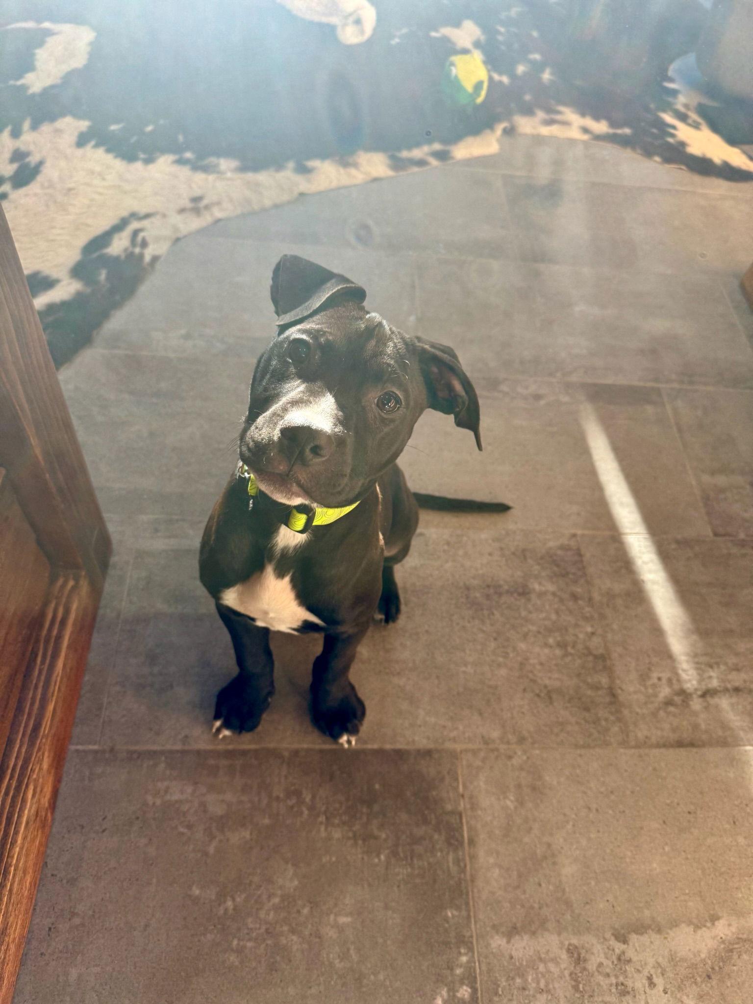 Basil, Adopted, Puppy Male Pit Bull Terrier.