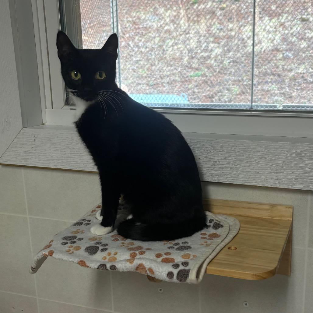 Enlarge Gretel, a Adoptable Domestic Short Hair in Franklin, NC image 1/2