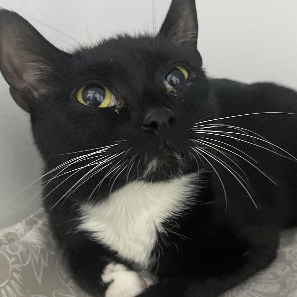 Enlarge Gretel, a Adoptable Domestic Short Hair in Franklin, NC image 2/2