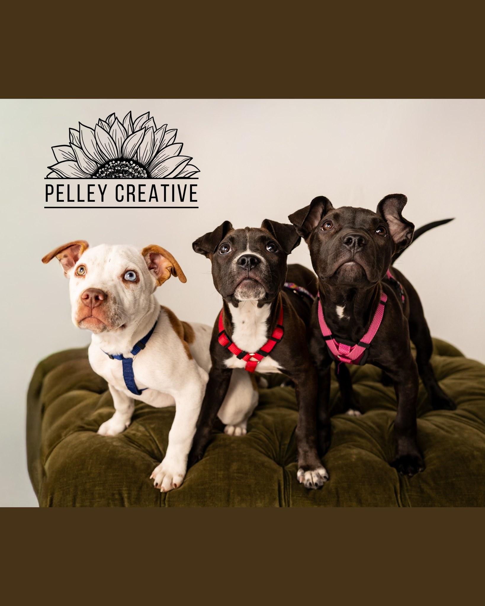 Enlarge Roundhouse, a Adoptable mixed breed in Omaha, NE image 3/3