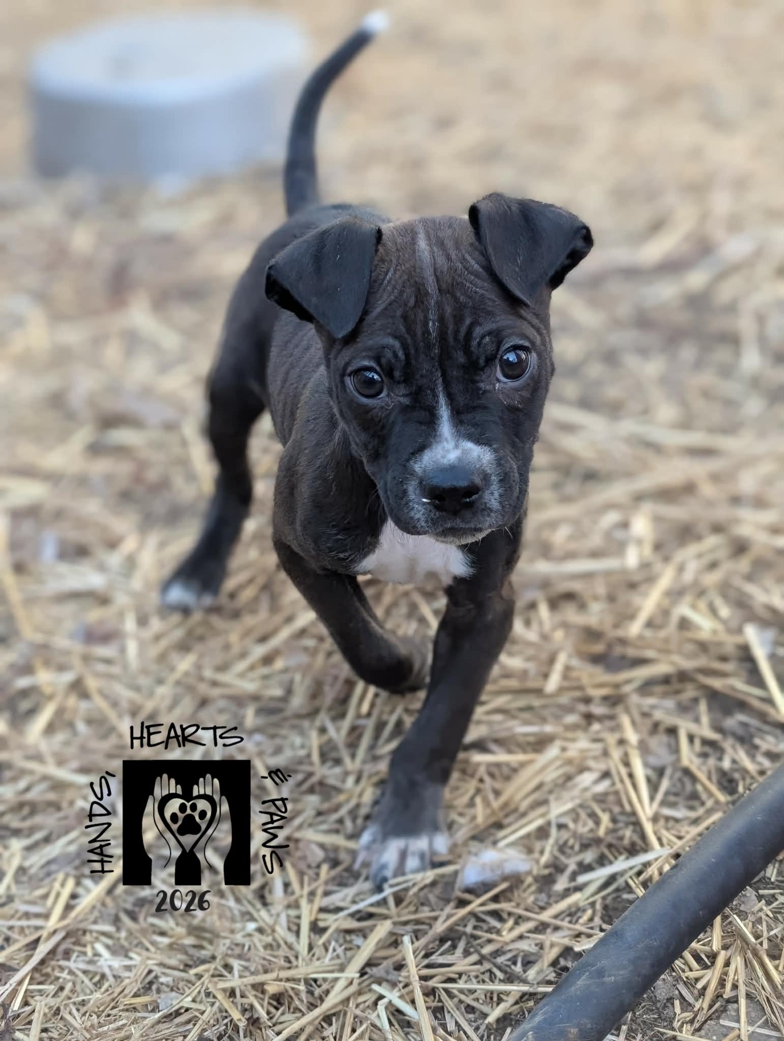 Roundhouse, Adoptable, Puppy Male Terrier.
