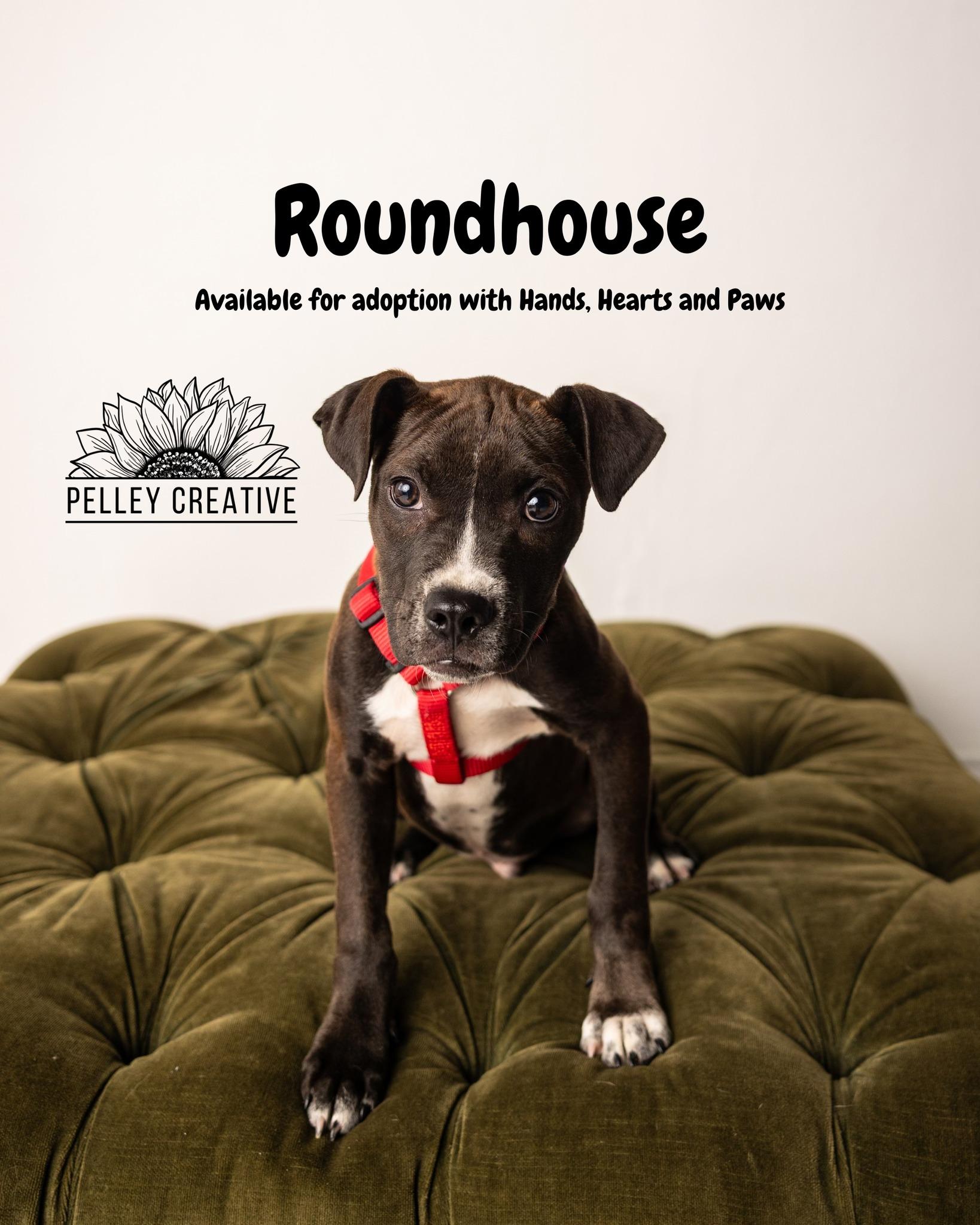 Roundhouse, Adoptable, Puppy Male Terrier.