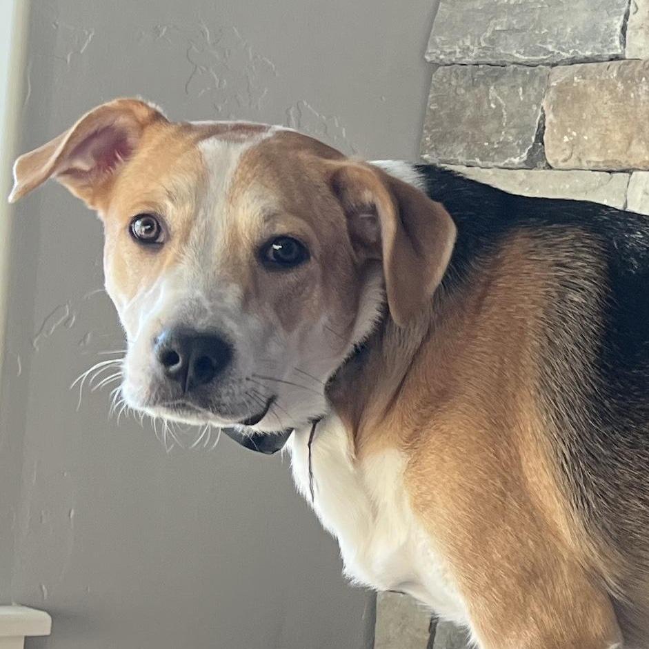 Ferb, a Adoptable mixed breed in Jackson, WY image 1/5