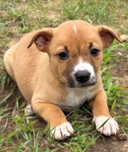 Cocoa Puffs, Adoptable, Puppy Female Labrador Retriever & Pit Bull Terrier.