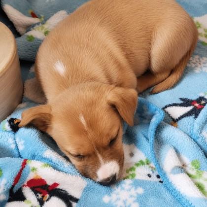 Cocoa Puffs, a Adoptable mixed breed in Baraboo, WI image 2/2