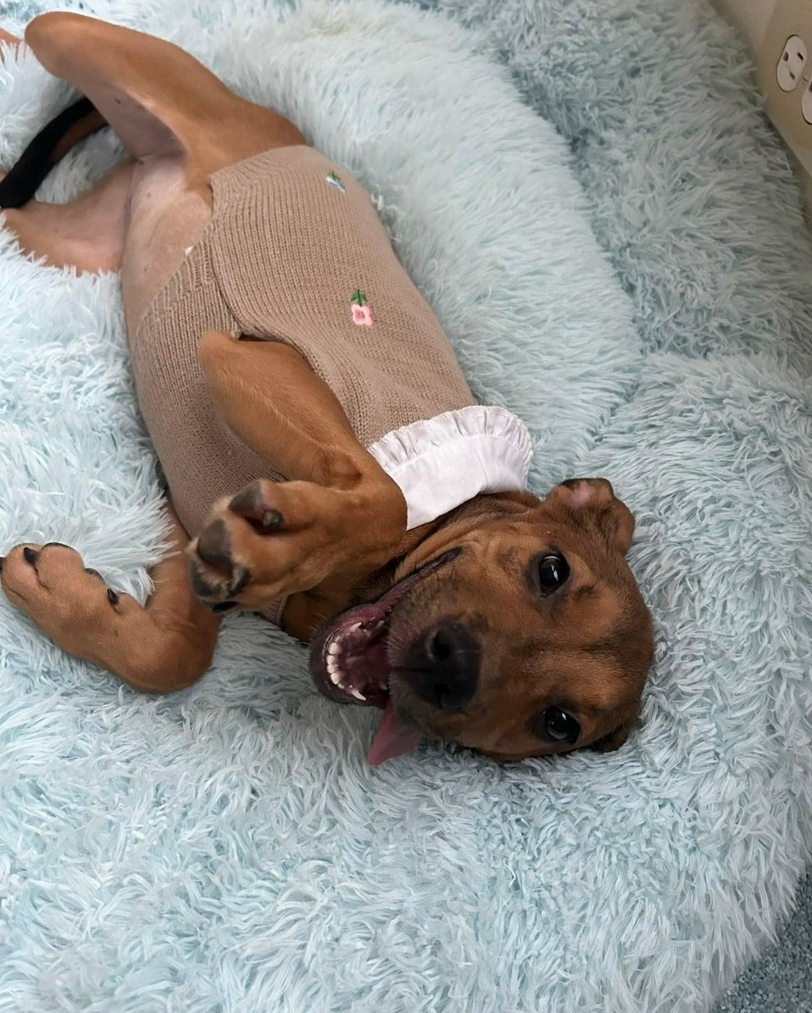 Enlarge Nutella, a Adoptable mixed breed in Charlotte, NC image 2/6
