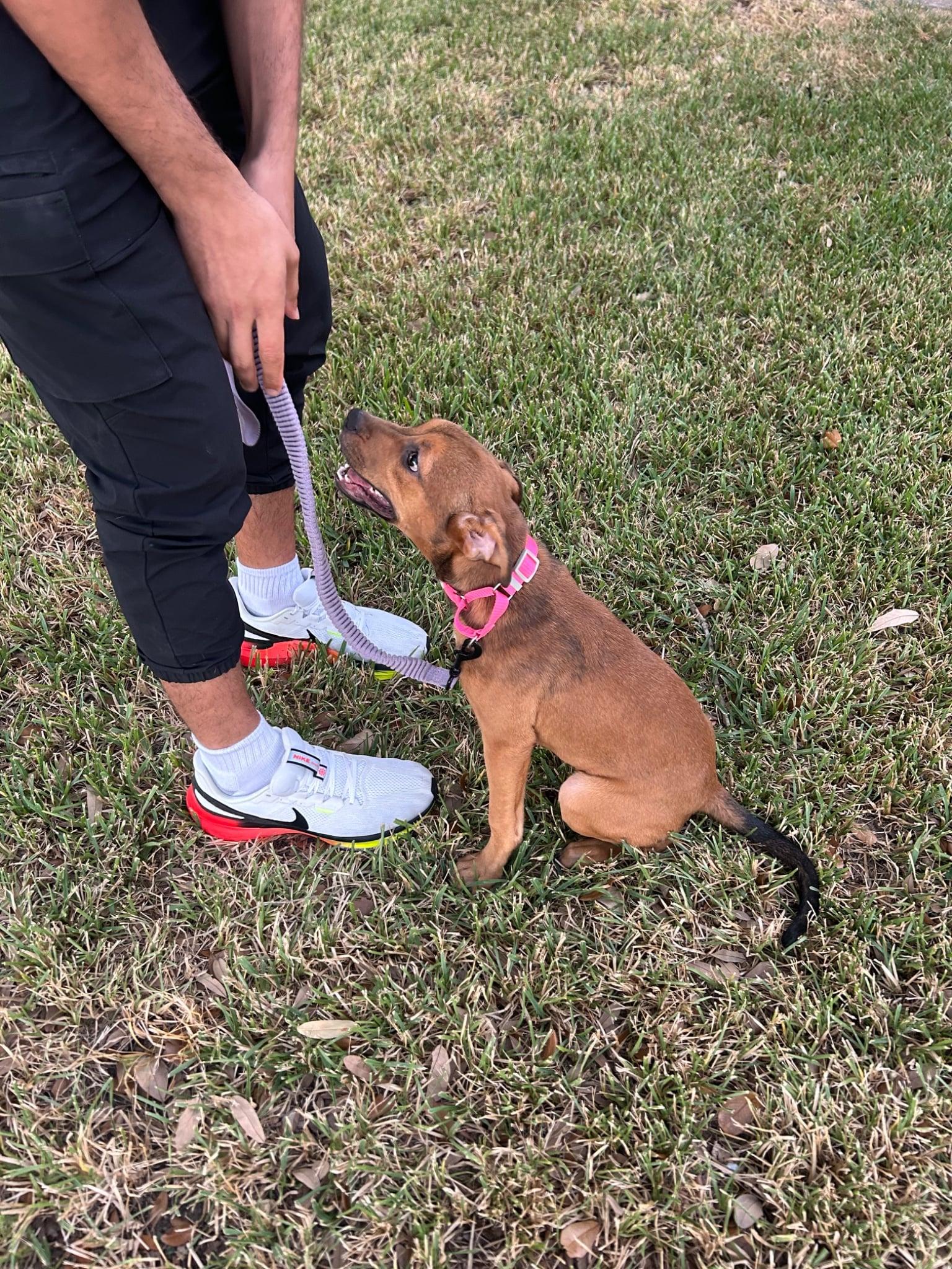 Enlarge Nutella, a Adoptable mixed breed in Charlotte, NC image 3/6