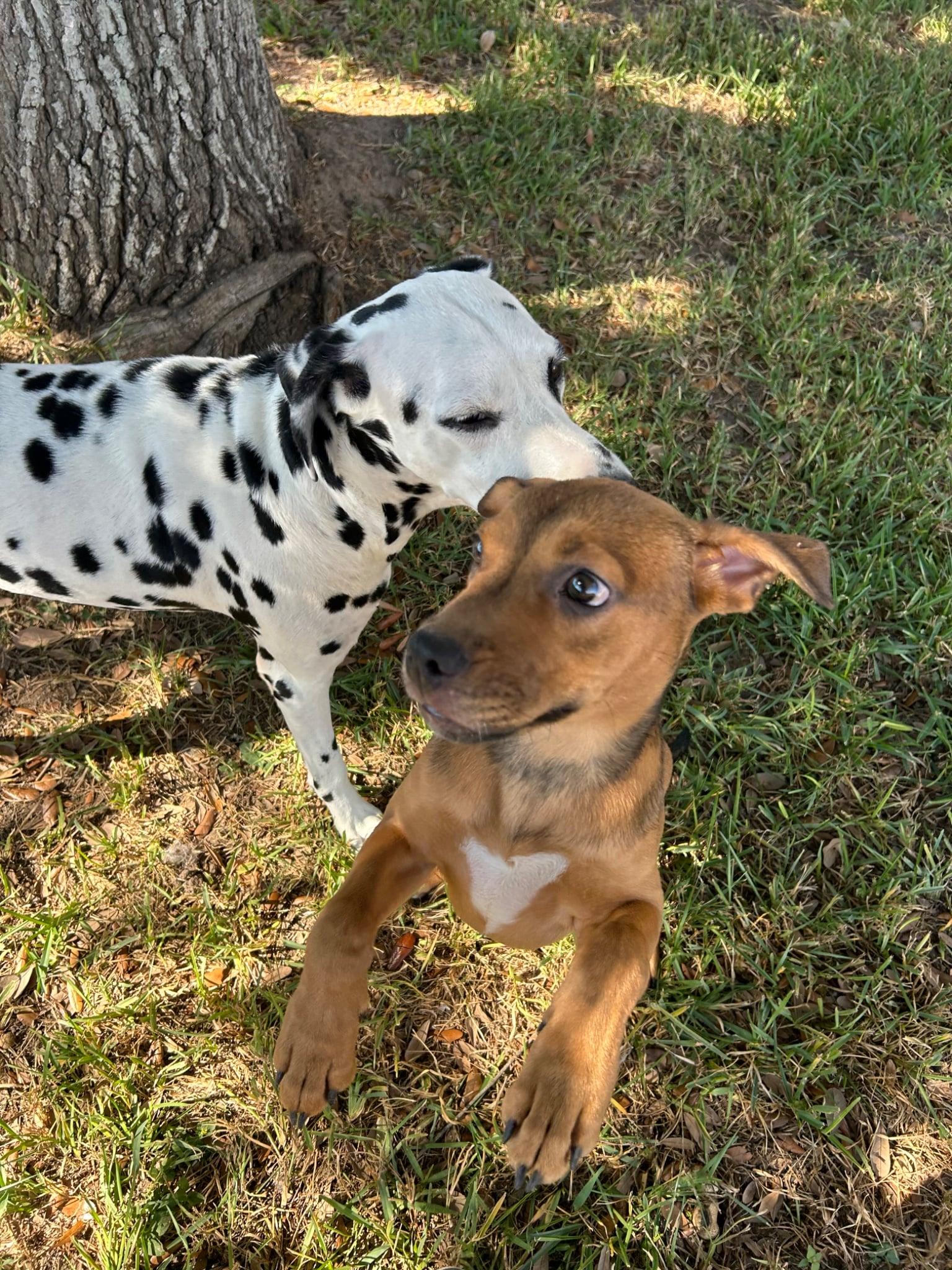 Enlarge Nutella, a Adoptable mixed breed in Charlotte, NC image 6/6