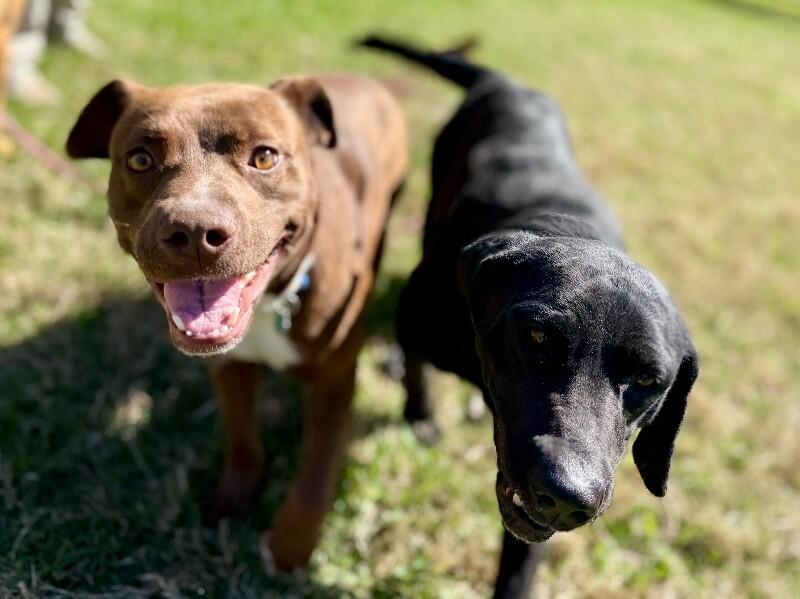 Chicki Nikki Gentle Companion