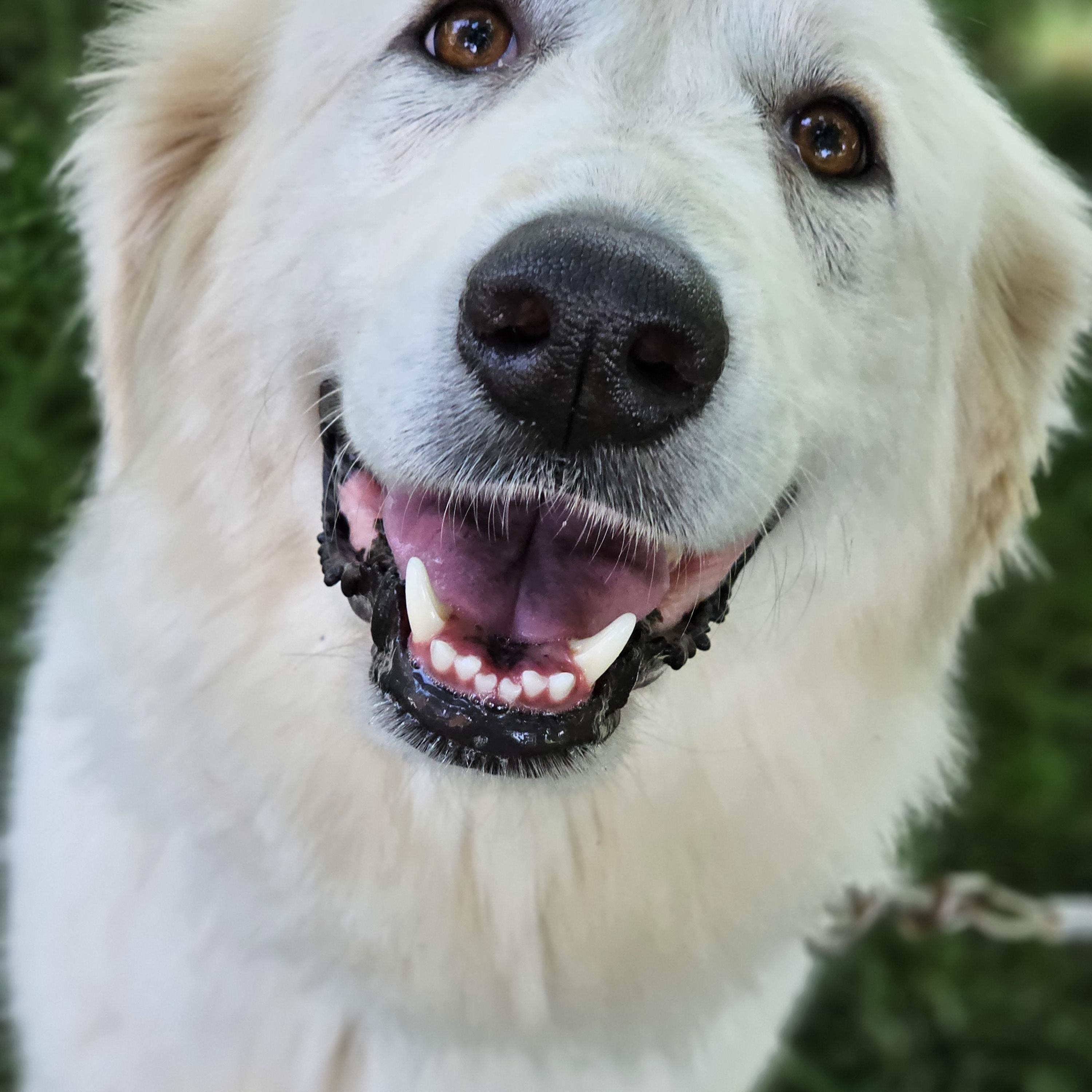 Sasha Springfield, a Adoptable Great Pyrenees in Springfield , IL image 4/6
