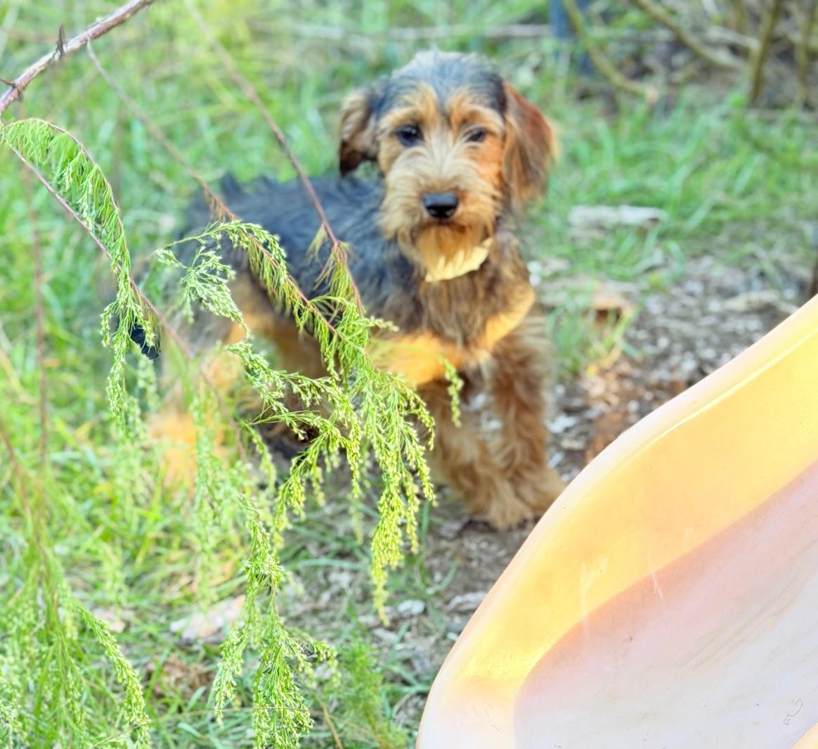 Enlarge GRETTA, a Adopted mixed breed in Allentown, PA image 3/5
