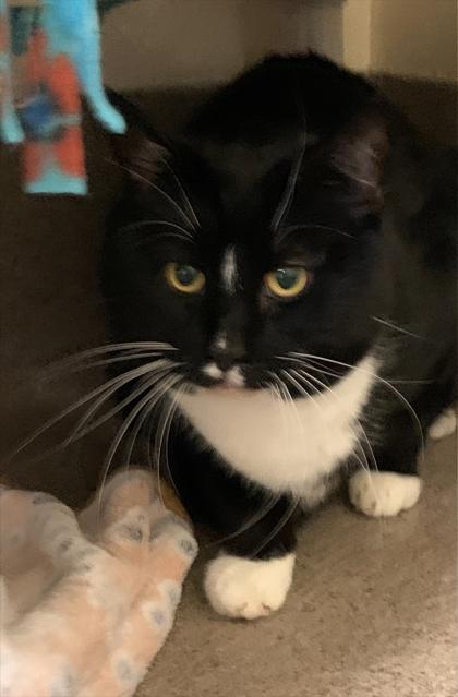 Enlarge Diamond, a Adoptable mixed breed in Everett, WA image 2/4