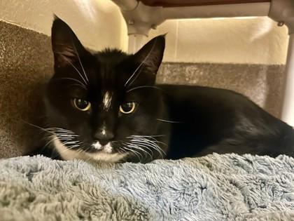 Diamond, Adoptable, Senior Female Domestic Short Hair & Domestic Short Hair.