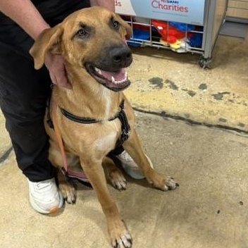 Dasher, a ADOPTABLE mixed breed in Yukon, OK image 1/6