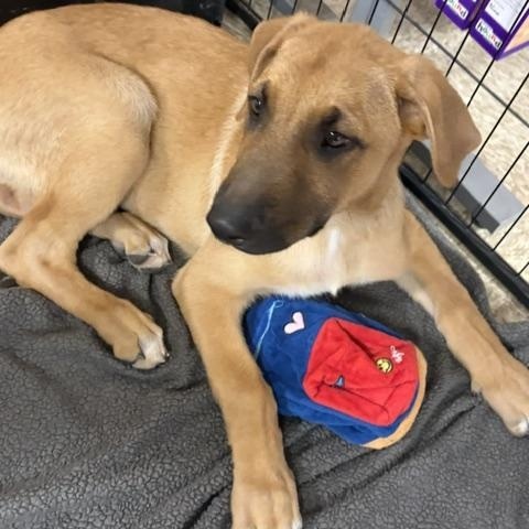 Dasher, a ADOPTABLE mixed breed in Yukon, OK image 3/3