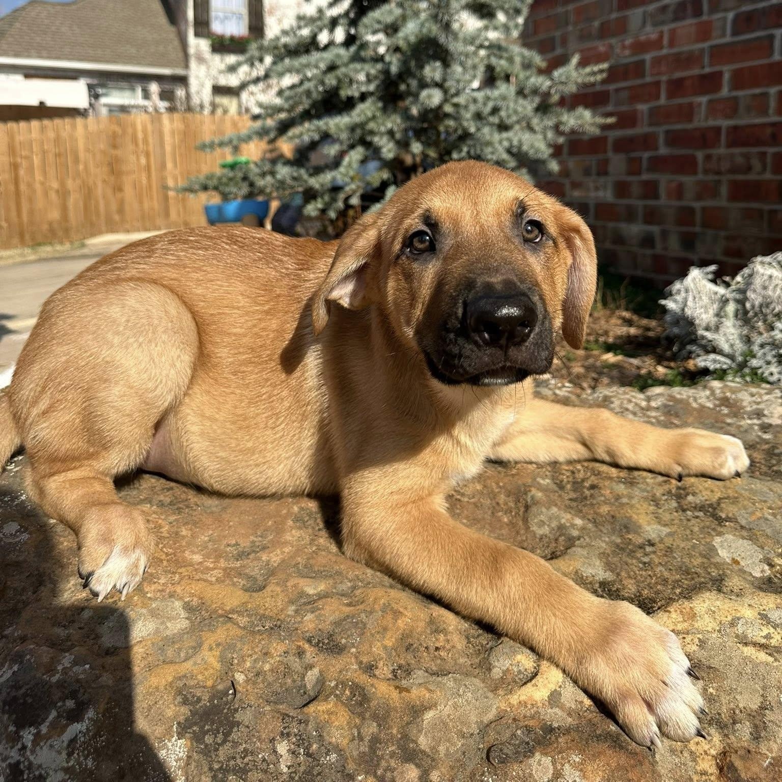 Dasher, a ADOPTABLE mixed breed in Yukon, OK image 2/3