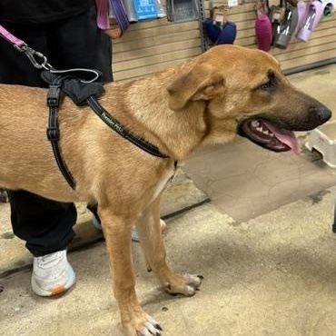 Dasher, a ADOPTABLE mixed breed in Yukon, OK image 2/6