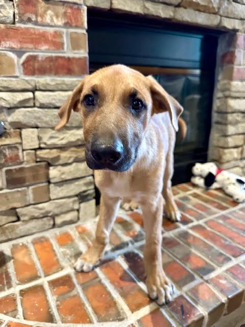 Enlarge Dasher, a ADOPTABLE mixed breed in Yukon, OK image 3/5