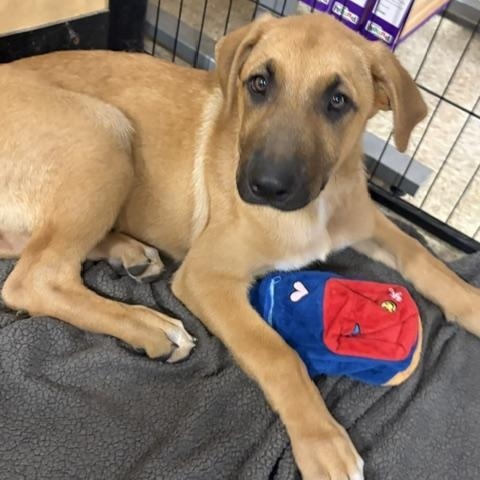 Dasher, ADOPTABLE, Puppy Male German Shepherd Dog.