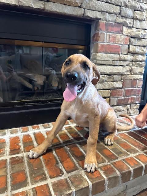 Enlarge Dasher, a ADOPTABLE mixed breed in Yukon, OK image 2/5