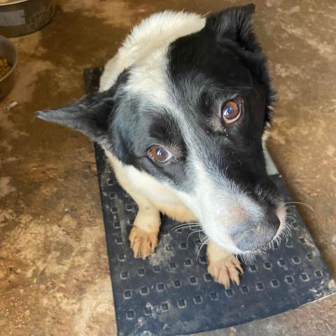 900215005043819, an adoptable Cattle Dog in Tucson, AZ_image-1