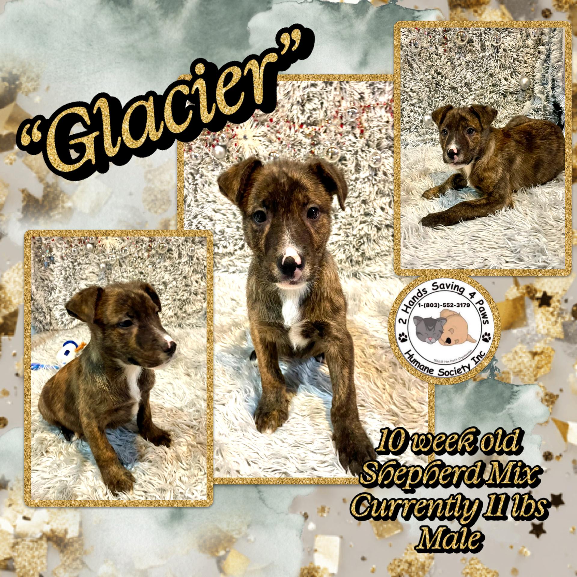 Enlarge Glacier, a ADOPTABLE mixed breed in Totowa, NJ image 1/2