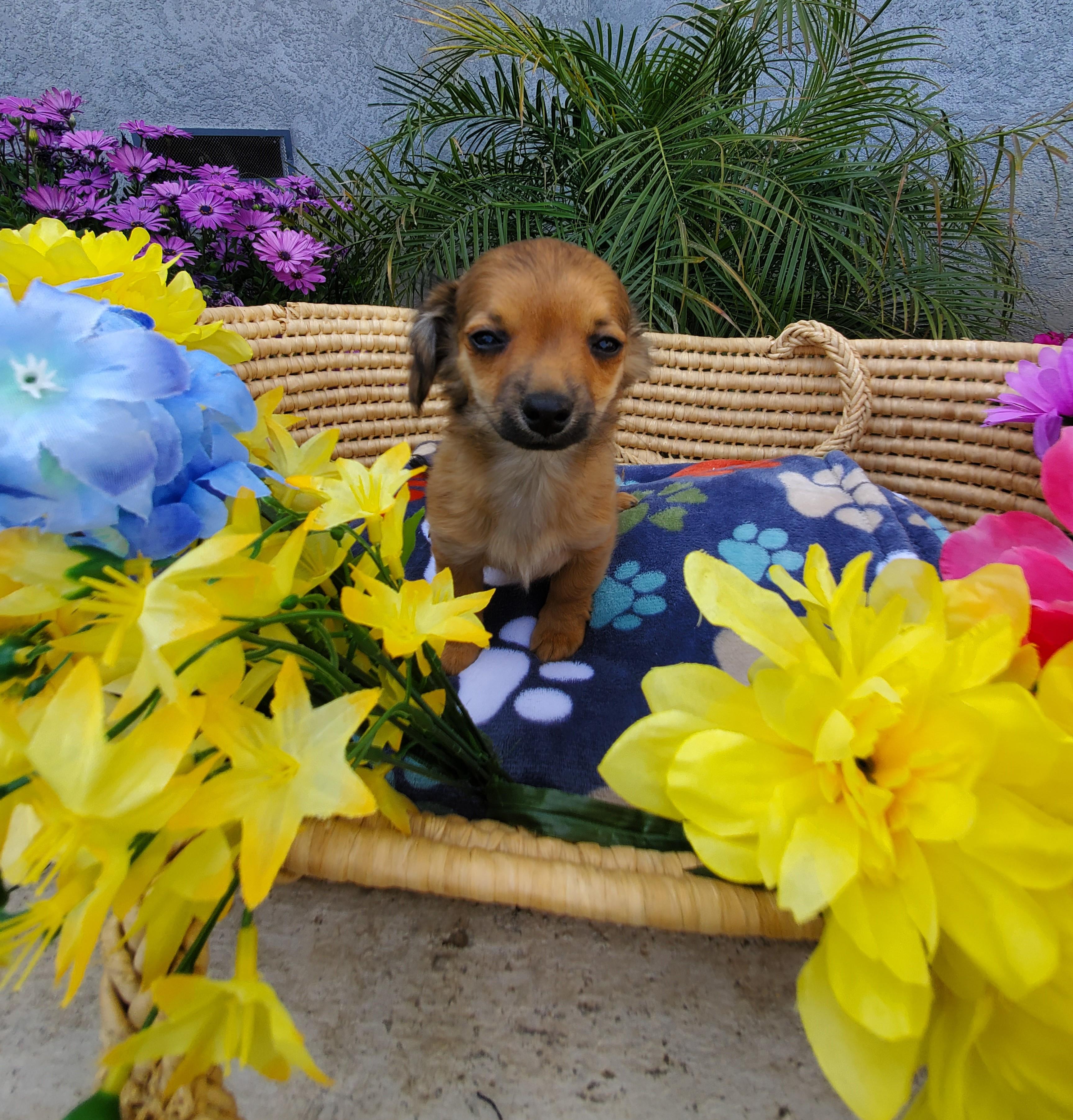 Coco, Adopted, Adult Male Chihuahua.