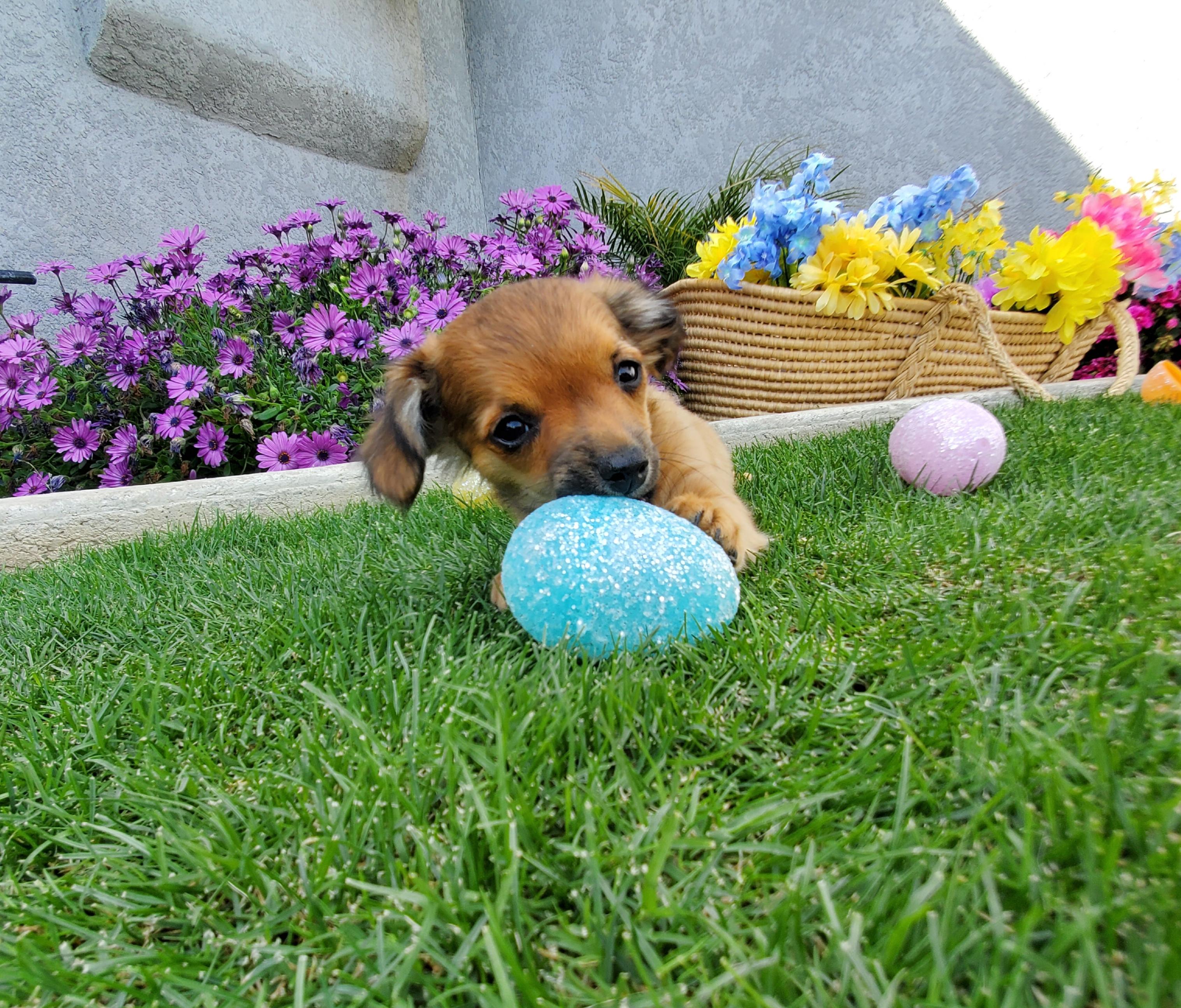 Coco, a Adopted mixed breed in Bakersfield, CA image 2/3
